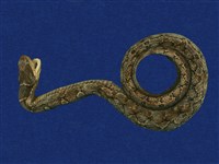 藏品(擬龜殼花)的圖片